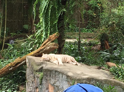 果報は寝て待て Singapore Zoo にて